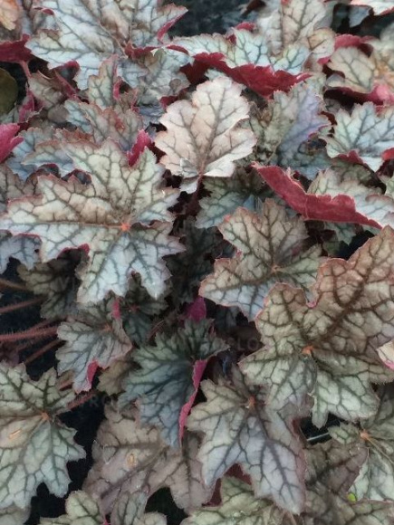 Гейхера Ворлд Кафе Корретто (World Caffe Corretto) купить с доставкой