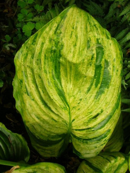 Хоста Гюнтерс Прайз (Gunther's Prize) [XL] купить с доставкой