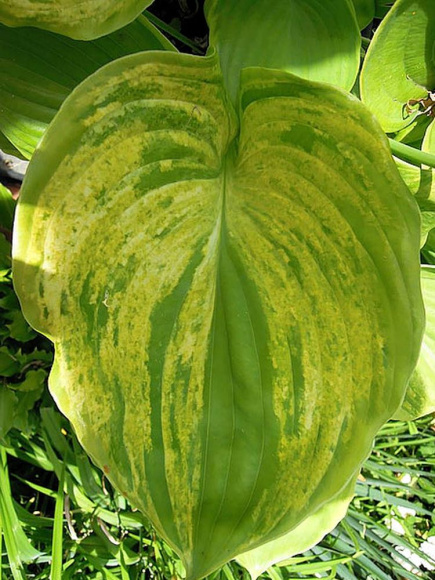 Хоста Гюнтерс Прайз (Gunther's Prize) [XL] купить с доставкой