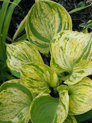 Хоста Гюнтерс Прайз (Gunther's Prize) [XL]