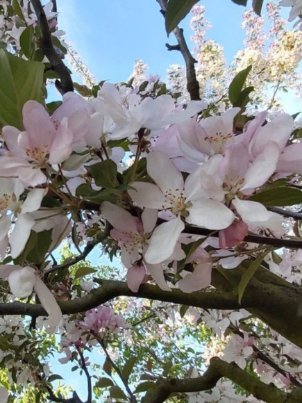 Яблоня Декоративная Ред Обелиск купить с доставкой