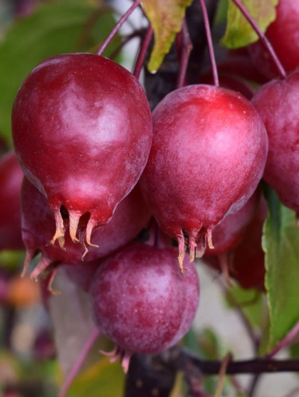 Яблоня Декоративная Ред Обелиск купить с доставкой