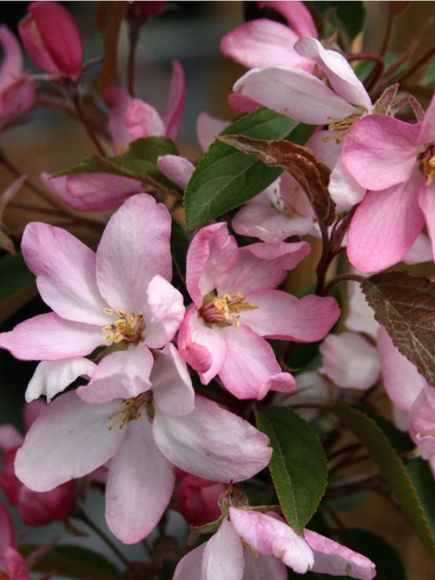 Яблоня Декоративная Ред Обелиск купить с доставкой