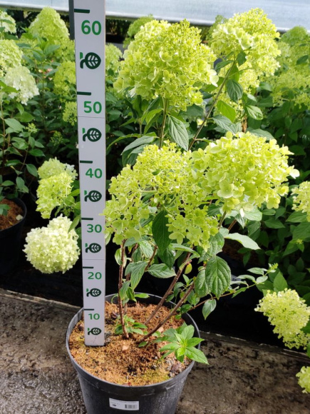 Гортензия Лаймлайт (Limelight) метельчатая купить с доставкой