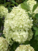 Гортензия Лаймлайт (Limelight) метельчатая купить с доставкой