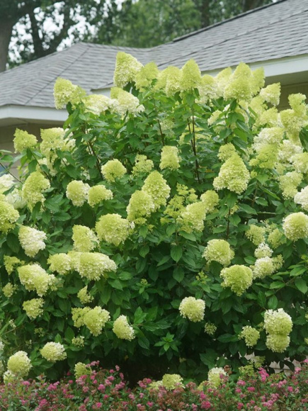 Гортензия Лаймлайт (Limelight) метельчатая купить с доставкой