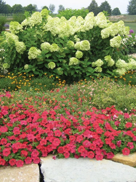 Гортензия Лаймлайт (Limelight) метельчатая купить с доставкой