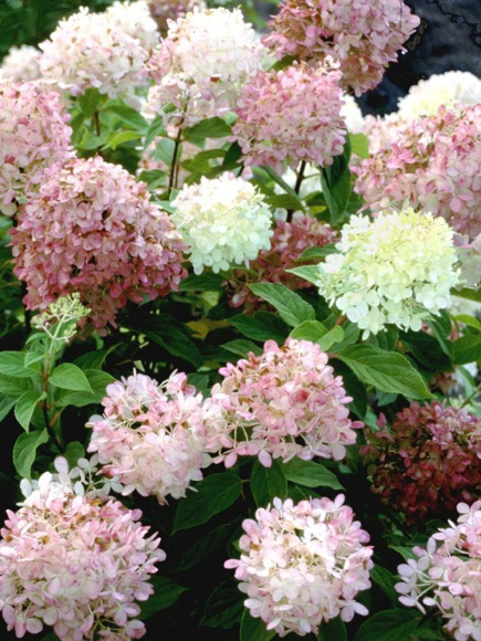 Гортензия Лаймлайт (Limelight) метельчатая купить с доставкой