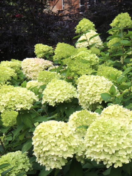 Гортензия Лаймлайт (Limelight) метельчатая купить с доставкой