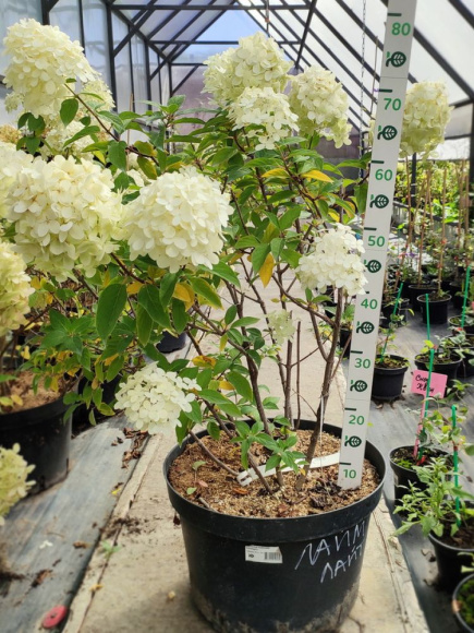 Гортензия Лаймлайт (Limelight) метельчатая купить с доставкой