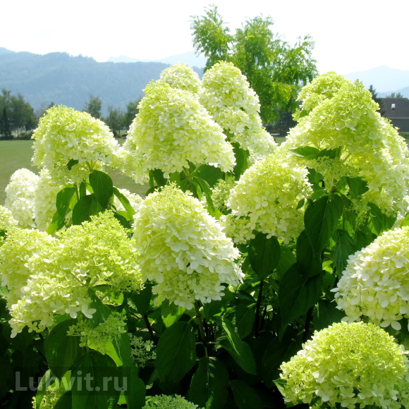 Гортензия Лаймлайт (Limelight) метельчатая купить с доставкой