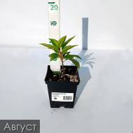 Гортензия Лаймлайт (Limelight) метельчатая