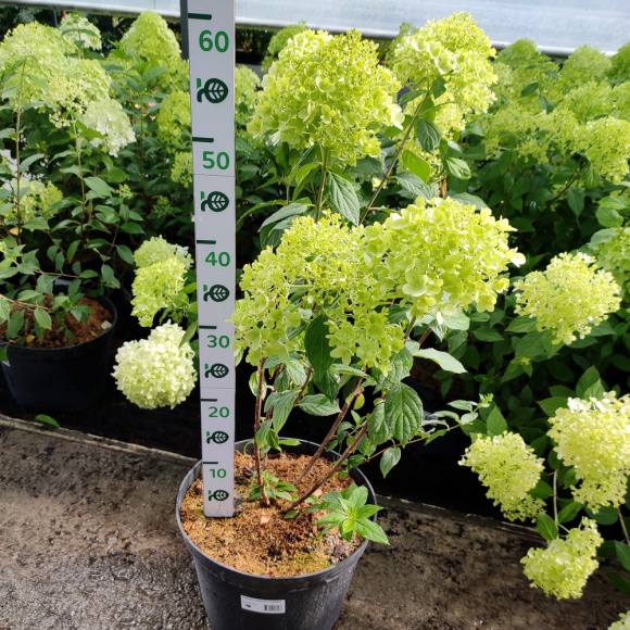 Гортензия Лаймлайт (Limelight) метельчатая купить с доставкой