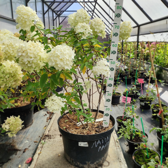 Гортензия Лаймлайт (Limelight) метельчатая купить с доставкой