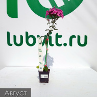 Флокс Мулатка Флокс Мулатка