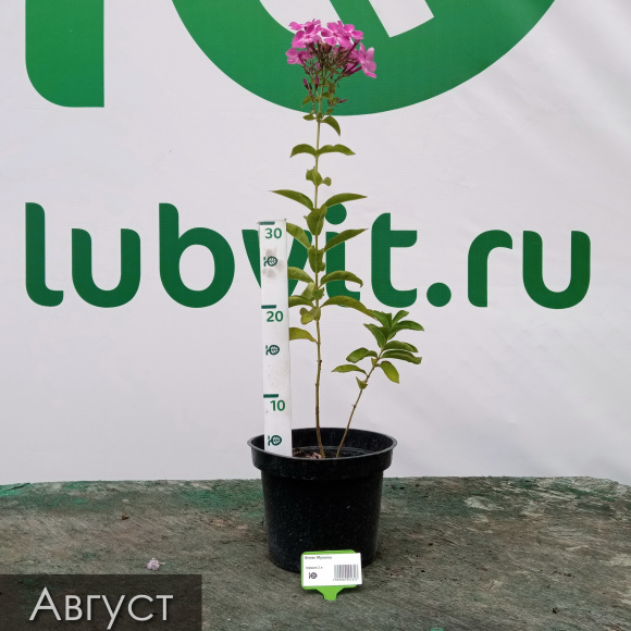 Флокс Мулатка купить с доставкой