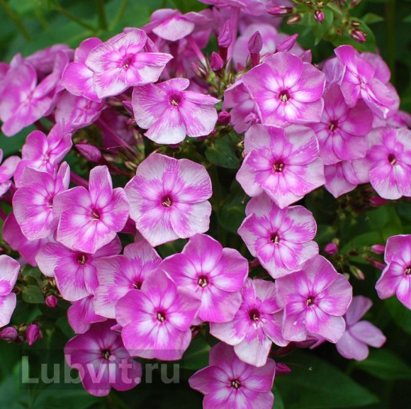 Флокс Мулатка купить с доставкой