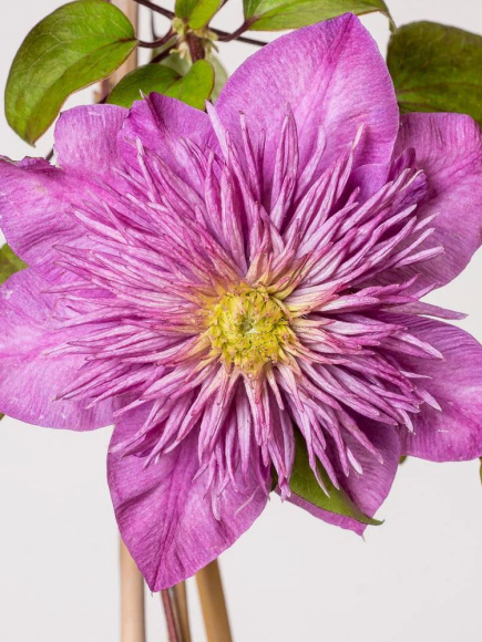 Клематис Кайзер (Kaiser) купить с доставкой