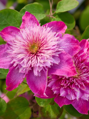 Клематис Кайзер (Kaiser)