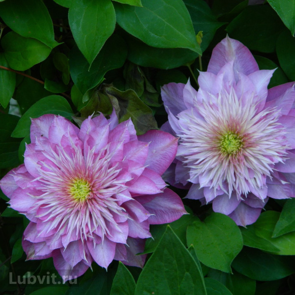 Клематис Кайзер (Kaiser) купить с доставкой Клематис Кайзер (Kaiser) купить с доставкой