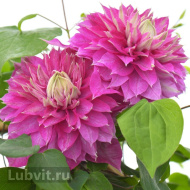 Клематис Кайзер (Kaiser) Клематис Кайзер (Kaiser)
