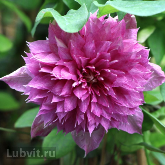 Клематис Кайзер (Kaiser) купить с доставкой Клематис Кайзер (Kaiser) купить с доставкой