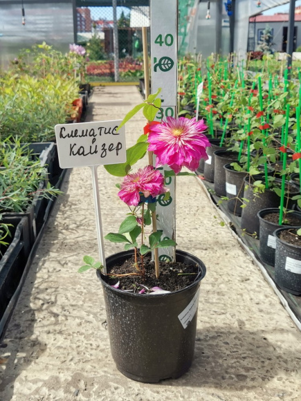 Клематис Кайзер (Kaiser) купить с доставкой Клематис Кайзер (Kaiser) купить с доставкой