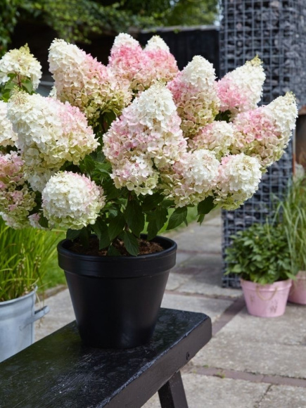 Гортензия Ливинг Литл Блоссом (Living Little Blossom) метельчатая купить с доставкой