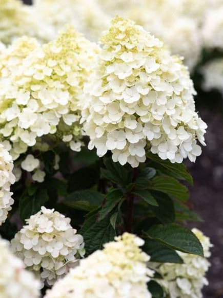 Гортензия Ливинг Литл Блоссом (Living Little Blossom) метельчатая купить с доставкой