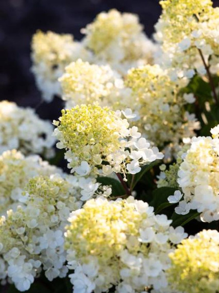 Гортензия Ливинг Литл Блоссом (Living Little Blossom) метельчатая купить с доставкой