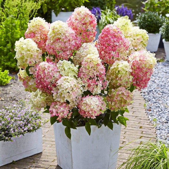 Гортензия Ливинг Литл Блоссом (Living Little Blossom) метельчатая купить с доставкой