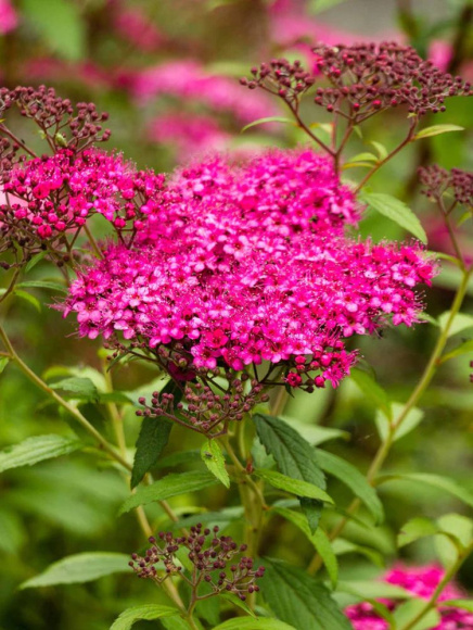 Спирея Неон Флэш (Neon Flash) купить с доставкой