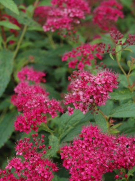 Спирея Неон Флэш (Neon Flash) купить с доставкой