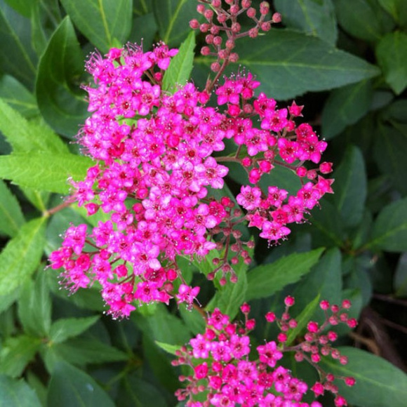 Спирея Неон Флэш (Neon Flash) купить с доставкой