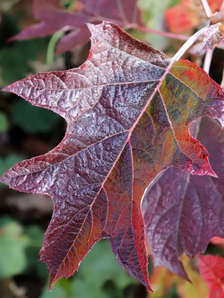 Гортензия Бургунди (Burgundy) дуболистная купить с доставкой