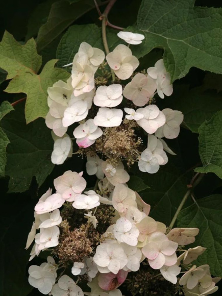 Гортензия Бургунди (Burgundy) дуболистная купить с доставкой