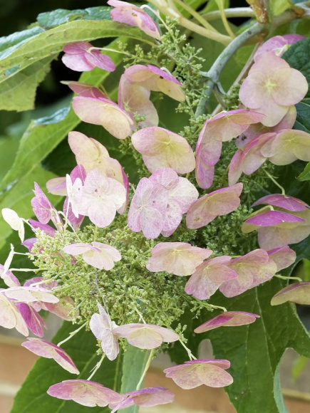 Гортензия Бургунди (Burgundy) дуболистная купить с доставкой