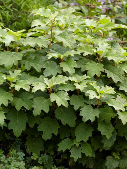 Гортензия Бургунди (Burgundy) дуболистная купить с доставкой