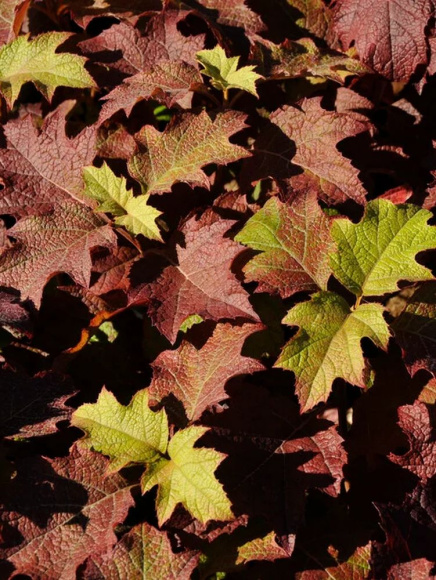 Гортензия Бургунди (Burgundy) дуболистная купить с доставкой
