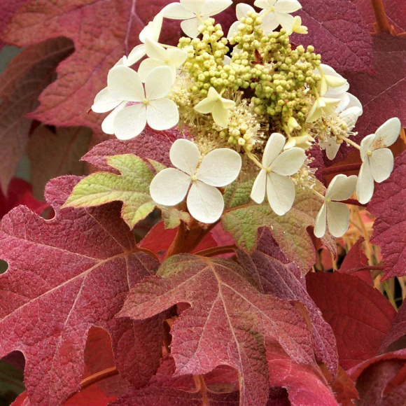 Гортензия Бургунди (Burgundy) дуболистная купить с доставкой Гортензия Бургунди (Burgundy) дуболистная купить с доставкой