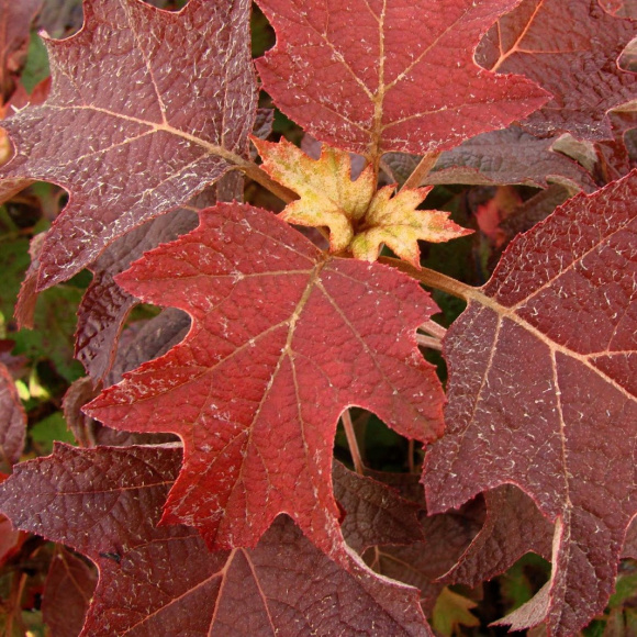 Гортензия Бургунди (Burgundy) дуболистная купить с доставкой Гортензия Бургунди (Burgundy) дуболистная купить с доставкой