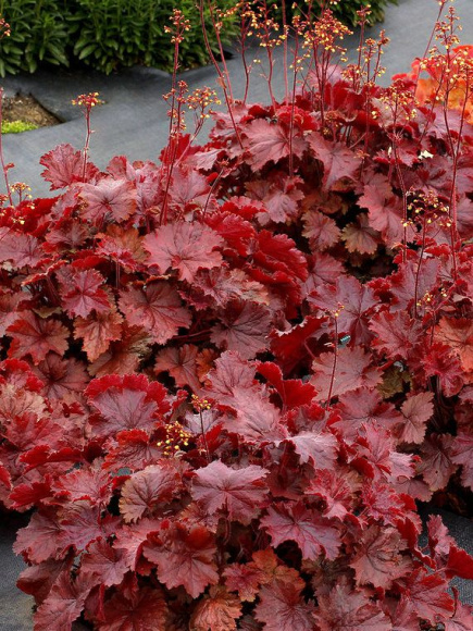 Гейхера Нозен Эксплоужен Ред (Northern Exposure Red) купить с доставкой Гейхера Нозен Эксплоужен Ред (Northern Exposure Red) купить с доставкой