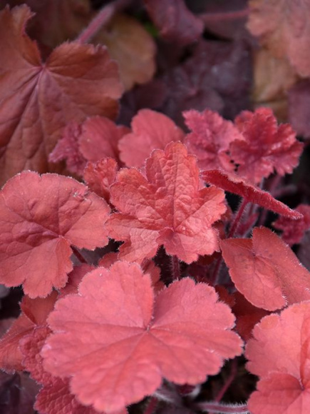 Гейхера Нозен Эксплоужен Ред (Northern Exposure Red) купить с доставкой Гейхера Нозен Эксплоужен Ред (Northern Exposure Red) купить с доставкой