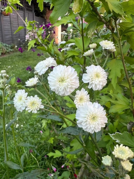 Тысячелистник Маршмеллоу (Marshmallow) птармика купить с доставкой