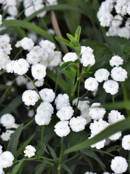 Тысячелистник Маршмеллоу (Marshmallow) птармика