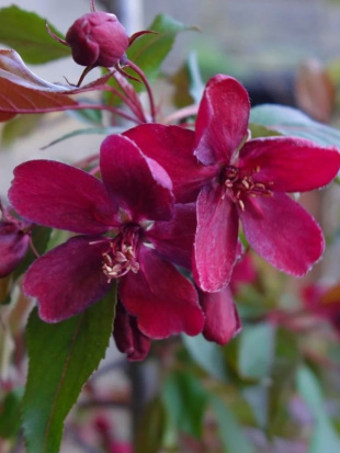 Яблоня Декоративная Хелена