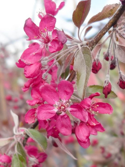 Яблоня Декоративная Хелена купить с доставкой