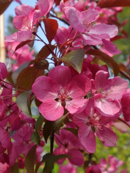 Яблоня Декоративная Хелена купить с доставкой