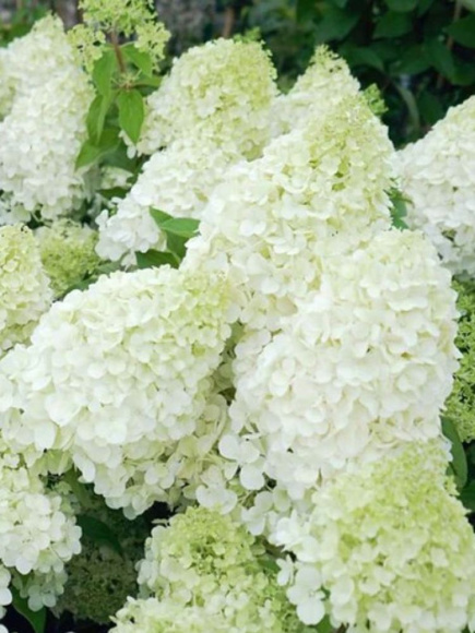 Гортензия Полар Бир (Polar Bear) метельчатая купить с доставкой