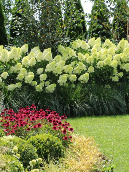 Гортензия Полар Бир (Polar Bear) метельчатая купить с доставкой